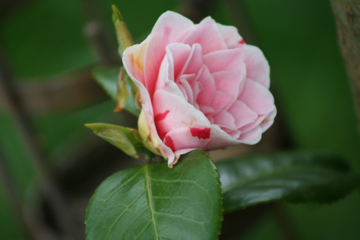 Rezept Le Rose - Cocktail