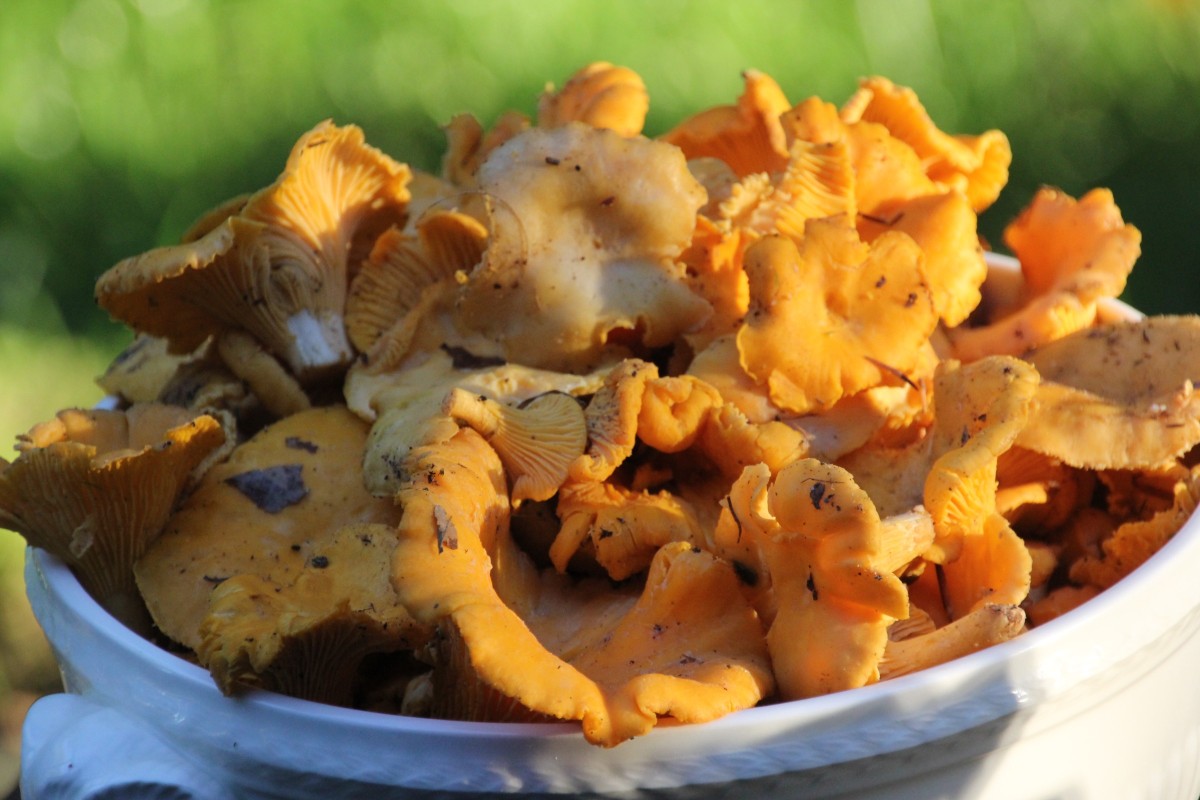 Rezept Pfifferling Rahmsüppchen mit Castanea - Kastanienblütenhonigessig